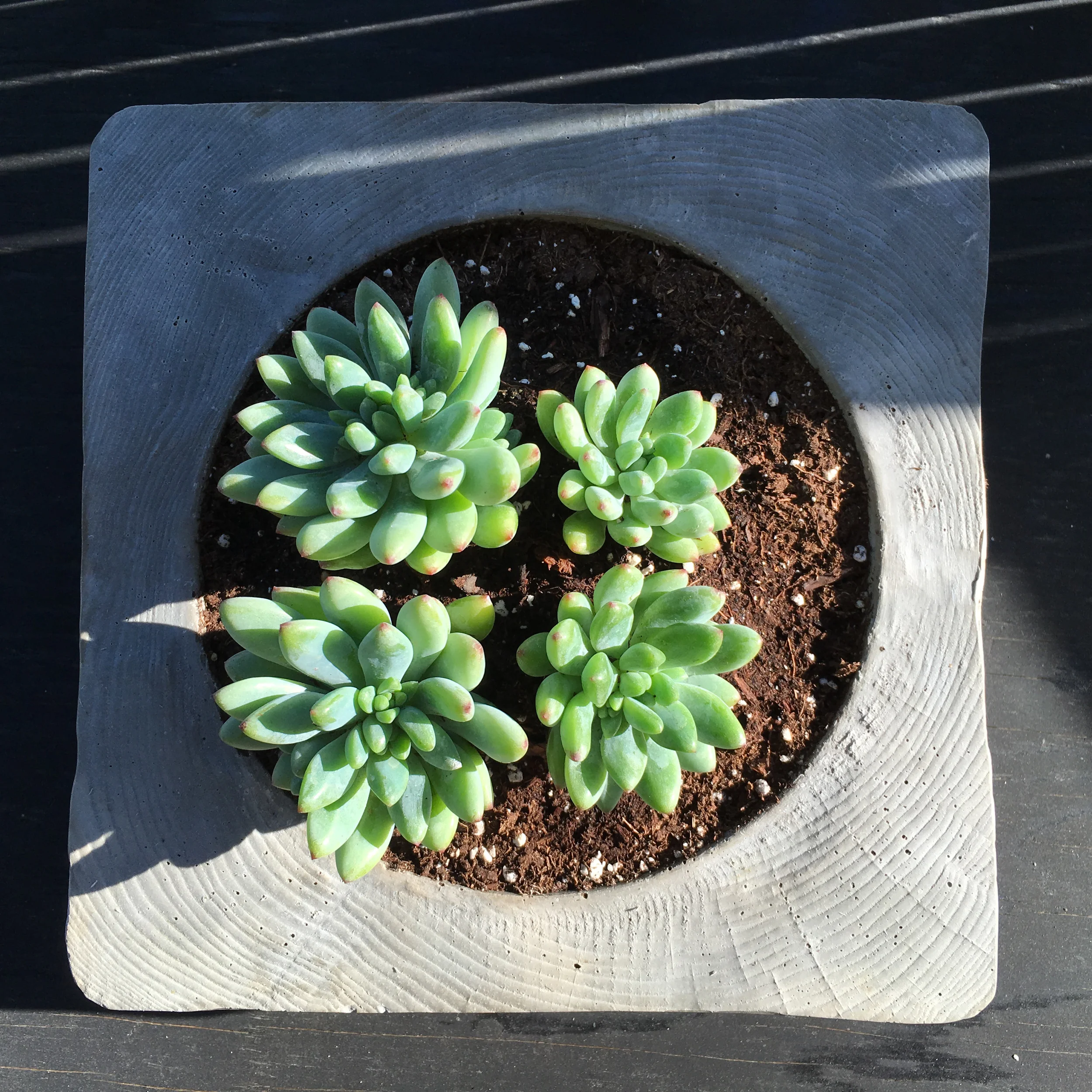 Concrete Collection.jpg