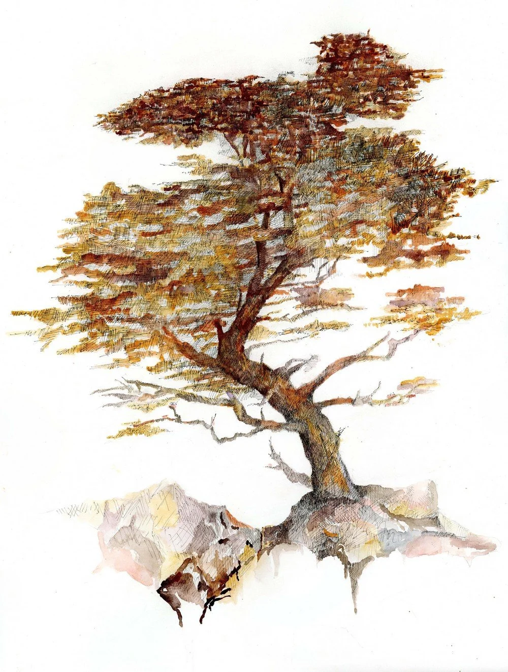 Point Lobos tree.jpg