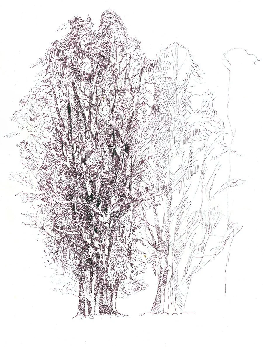 Sonoma, trees, 2017 A.jpg