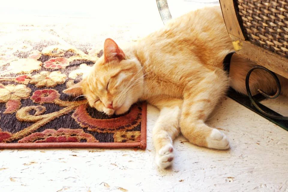 Did I mention that I'm allergic to cats? But they're so cute <3 