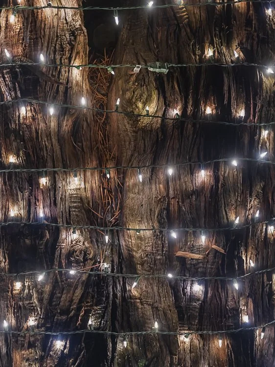   suffering and recurring  2021 