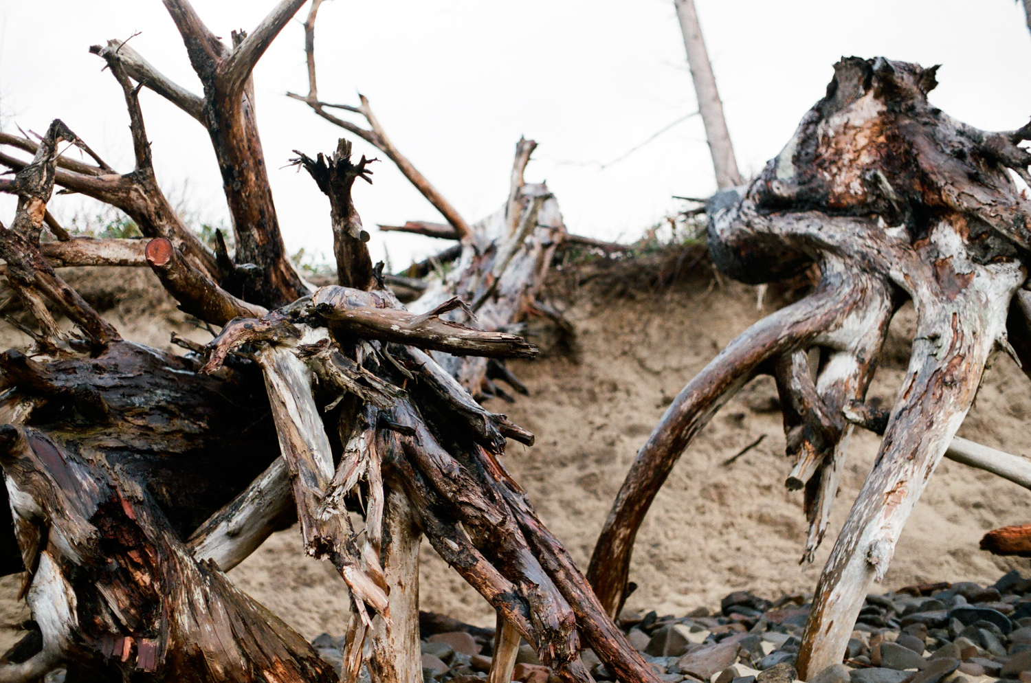 driftwood.jpg
