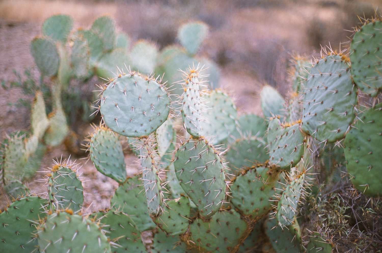pricklypaws.jpg