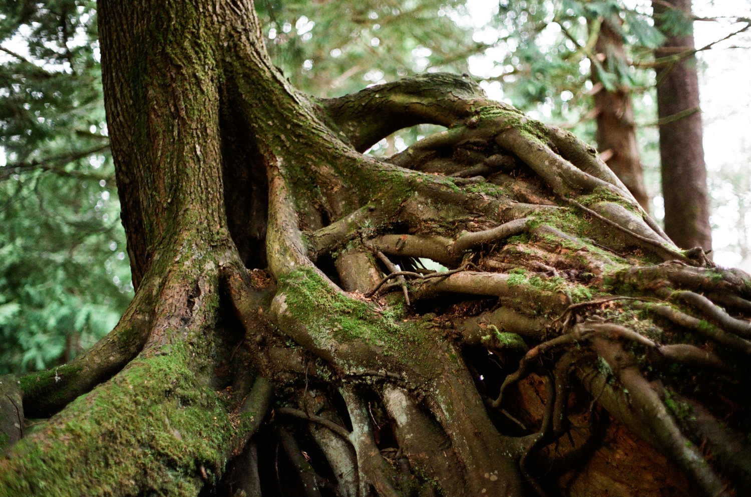 rooted.jpg