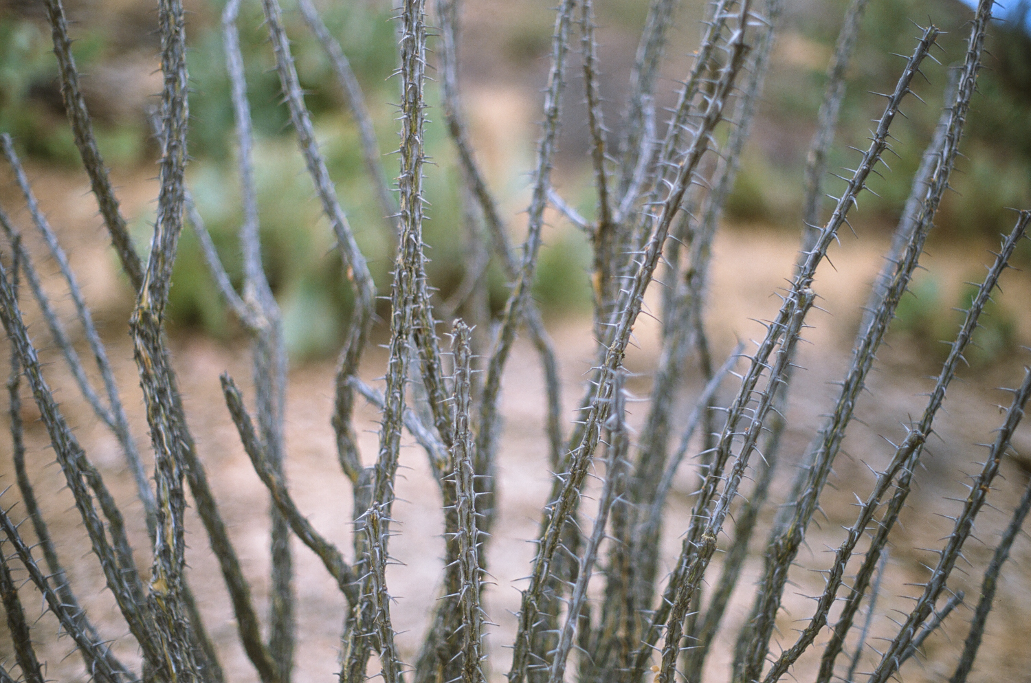 thorns.jpg
