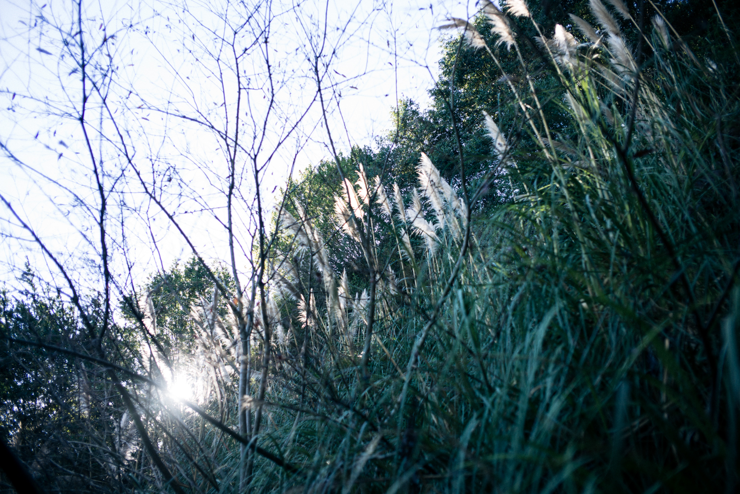 pampas grass.jpg