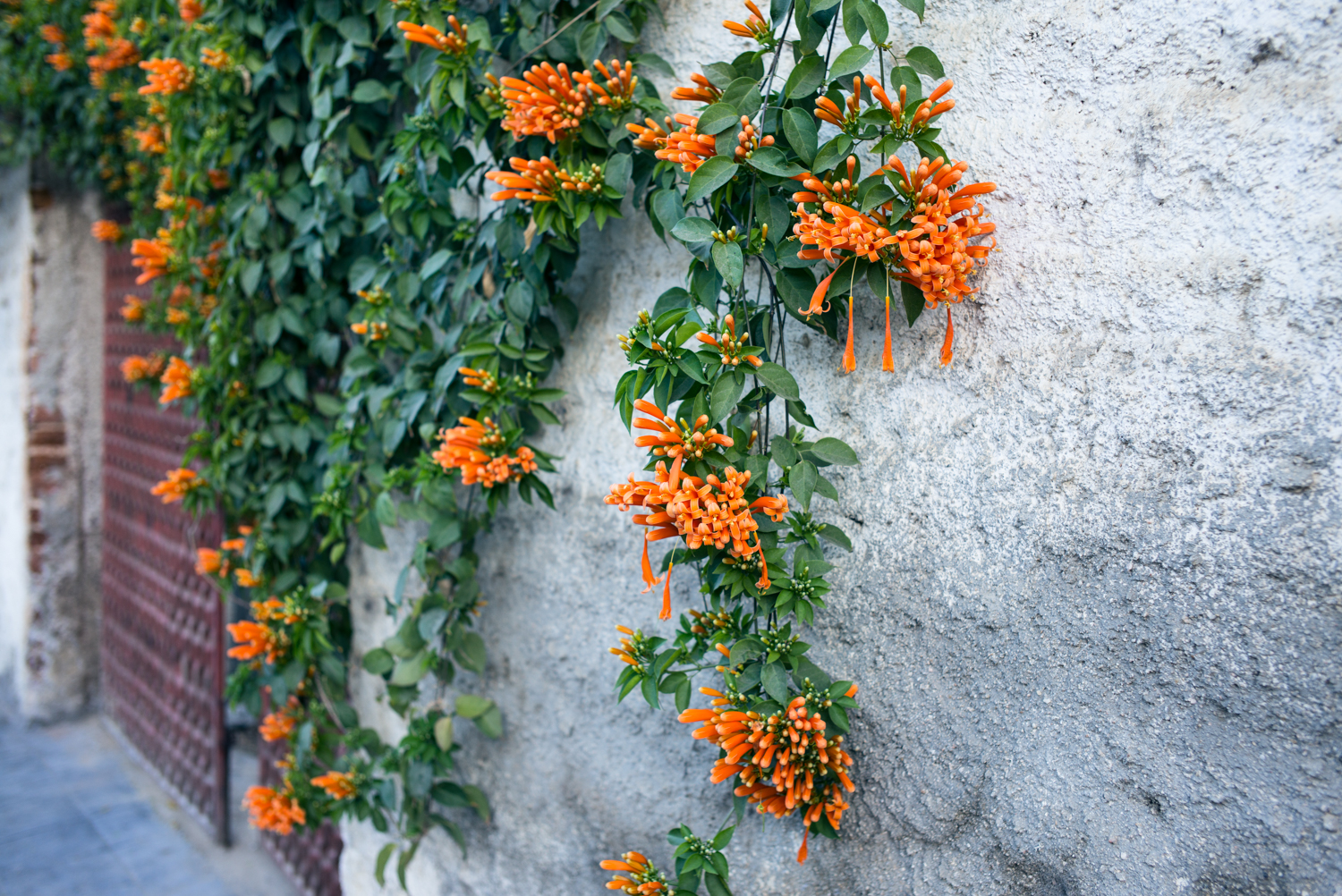 orange flowers.jpg