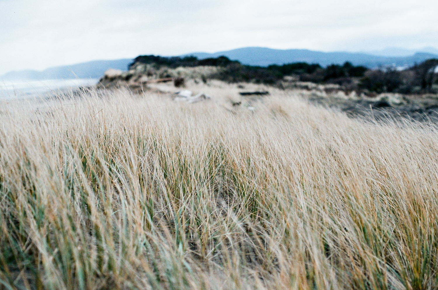 beach grass.jpg
