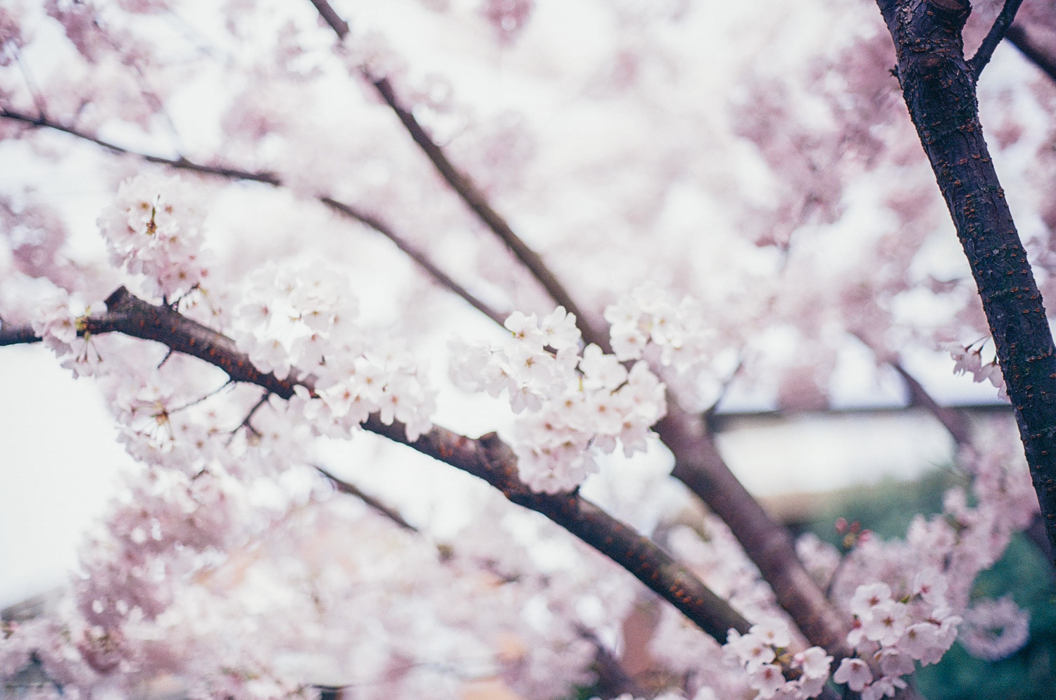 blossoms.jpg