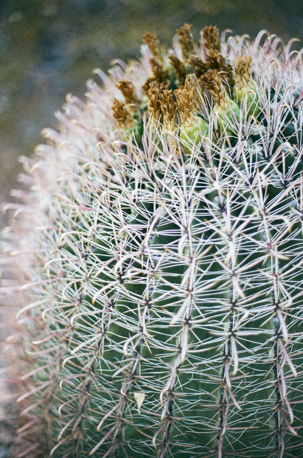 fish hook cactus.jpg