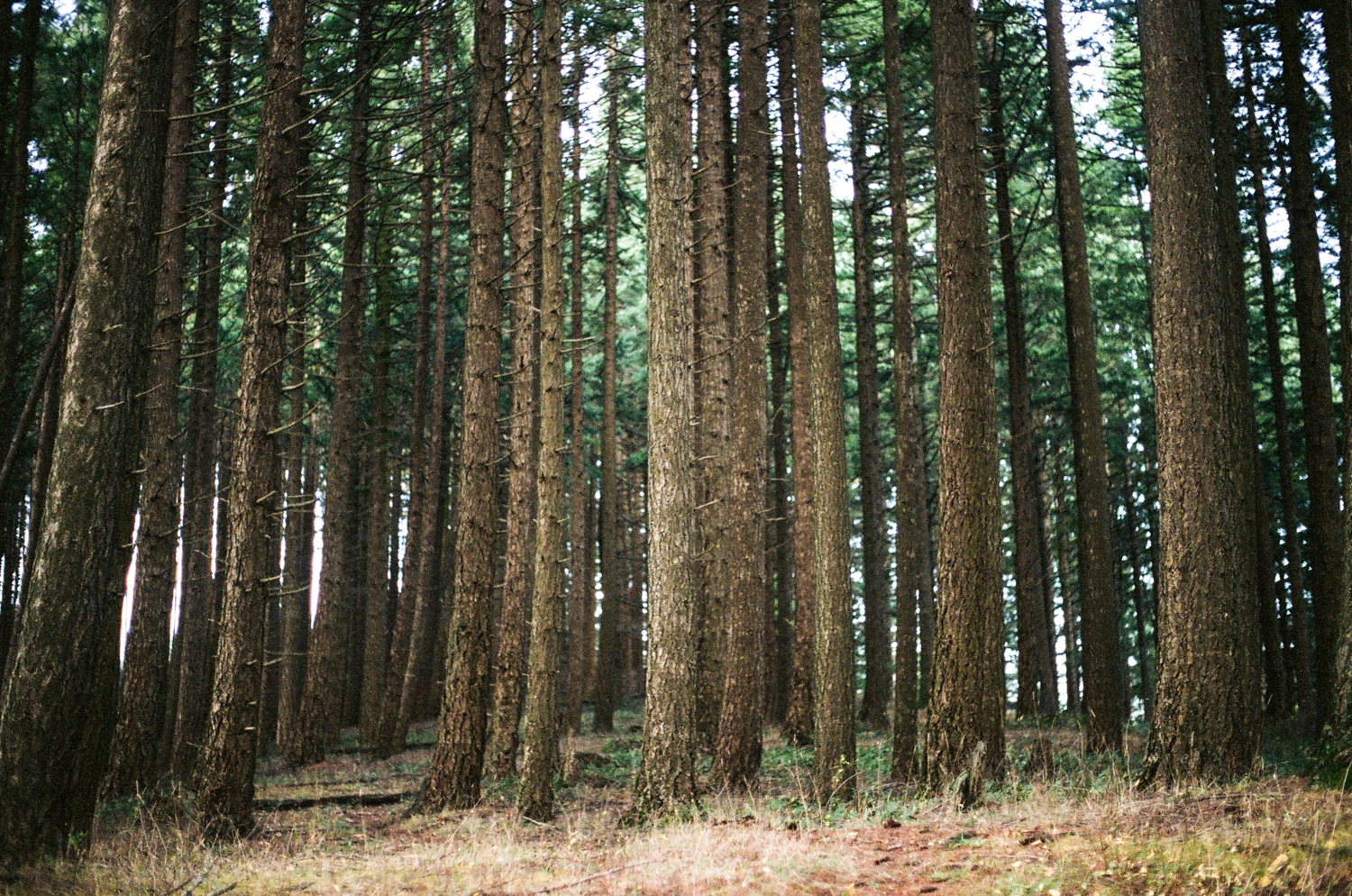 forest.jpg