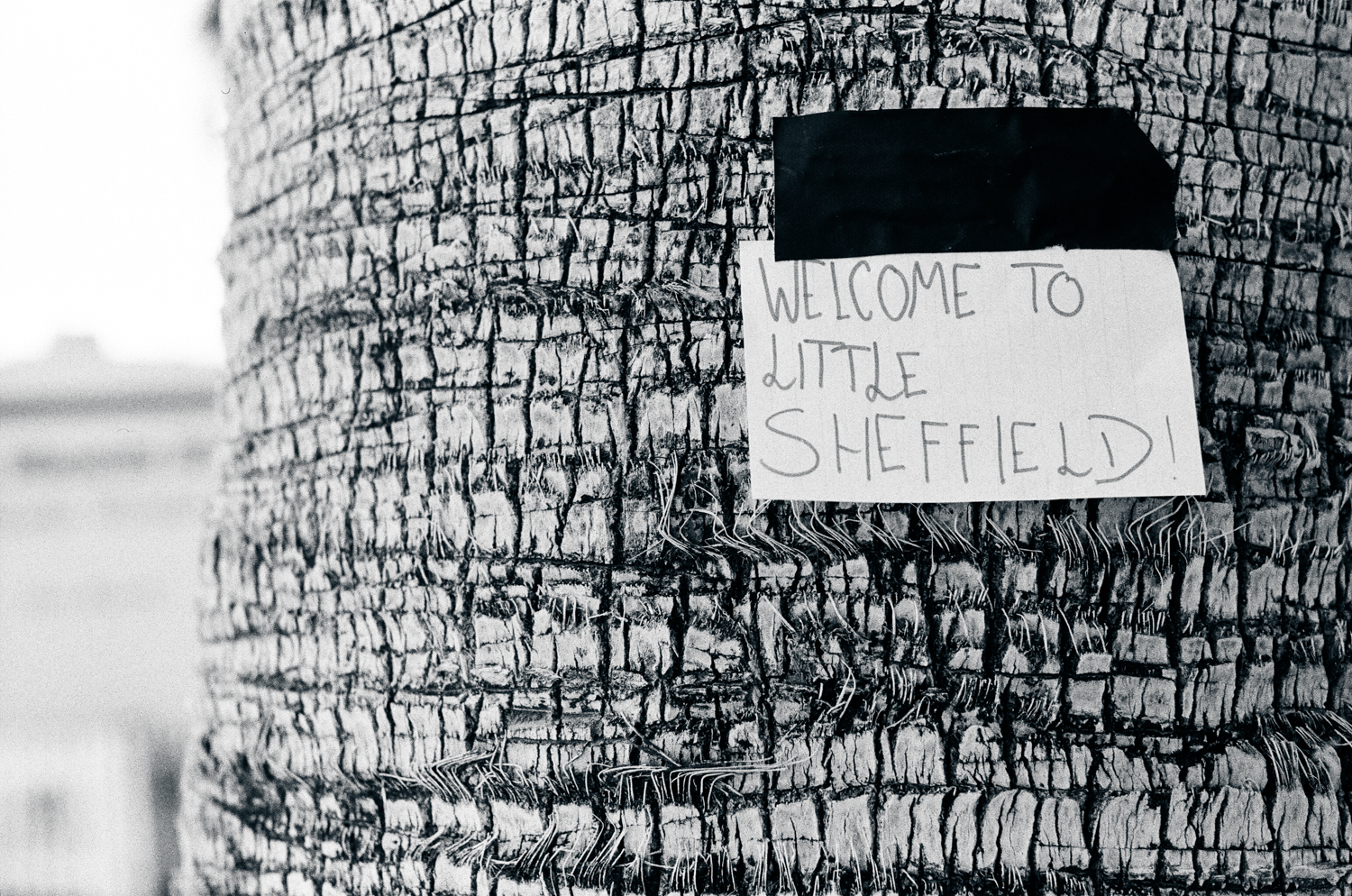little sheffield.jpg