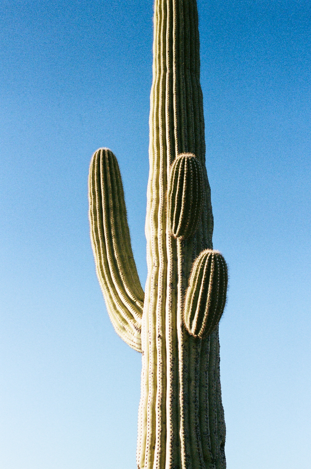 saguaro.jpg