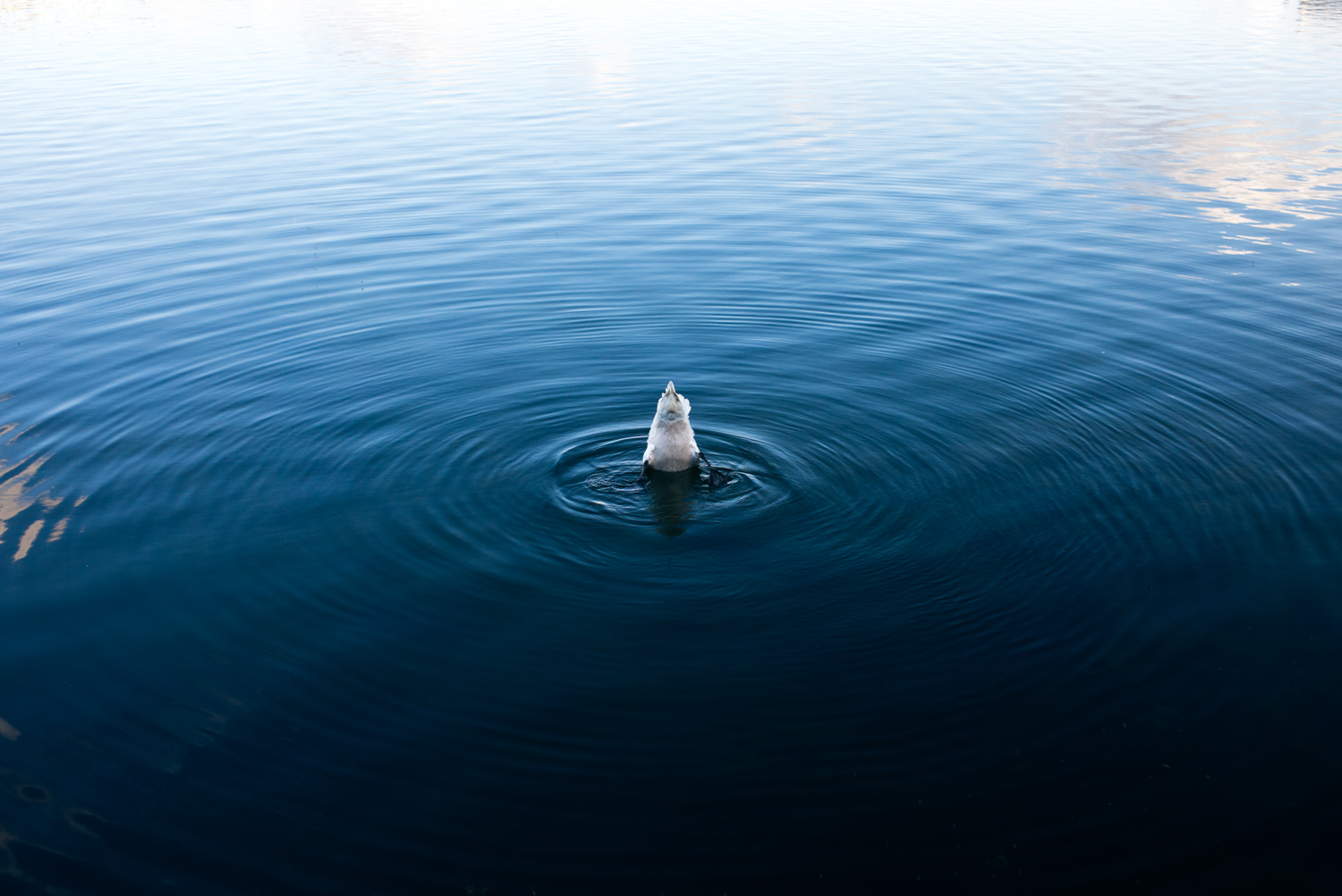 swan butt.jpg