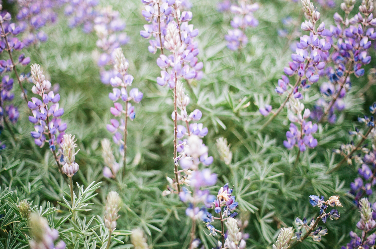 wildflowers.jpg