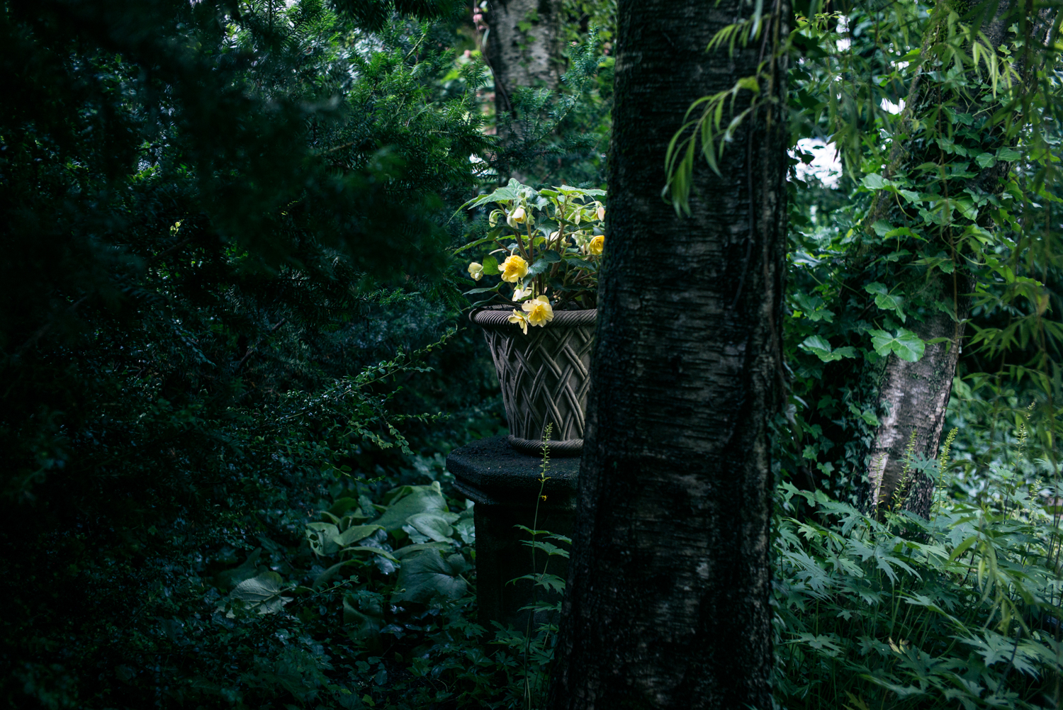 yellow flowers.jpg