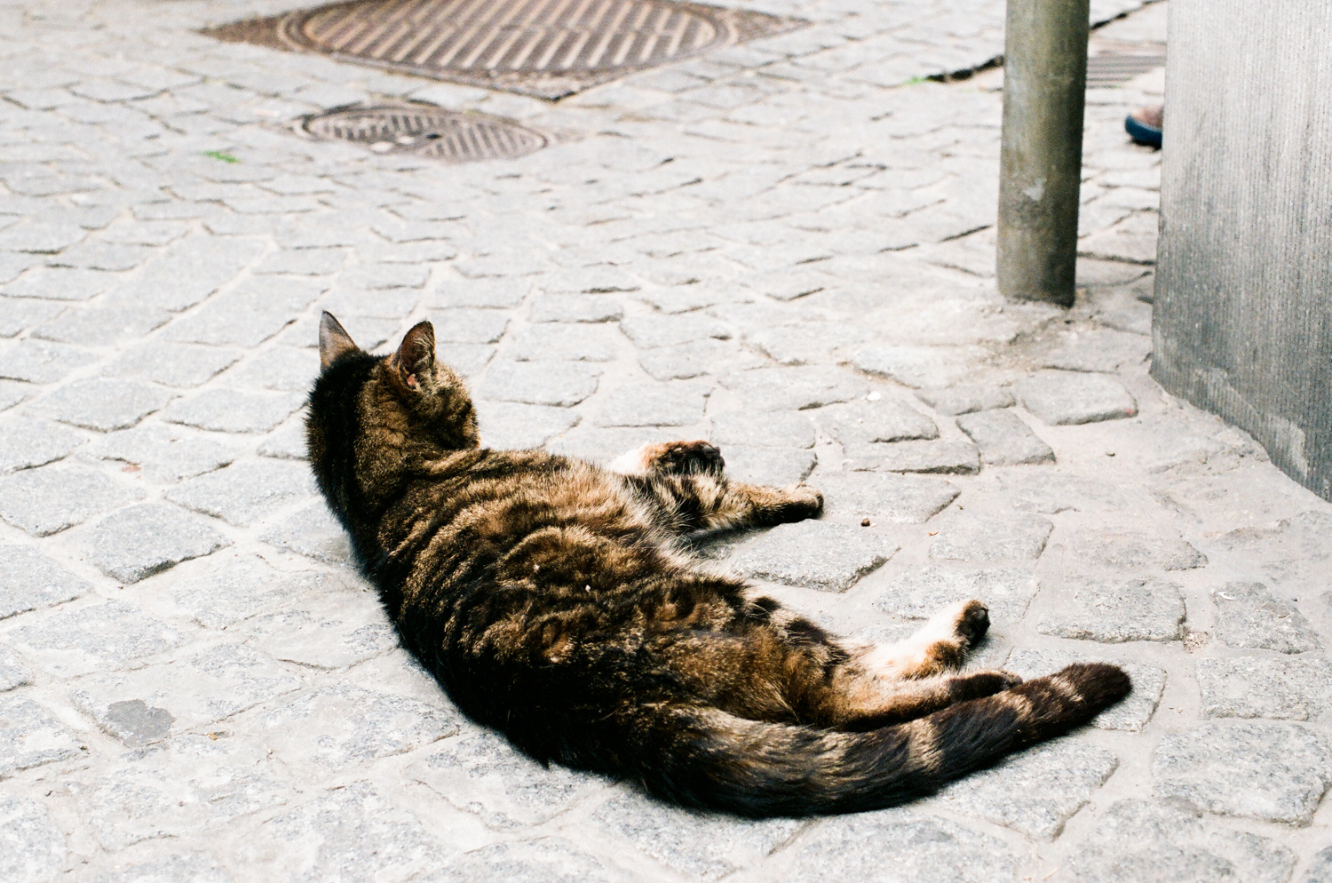 lazy cat.jpg