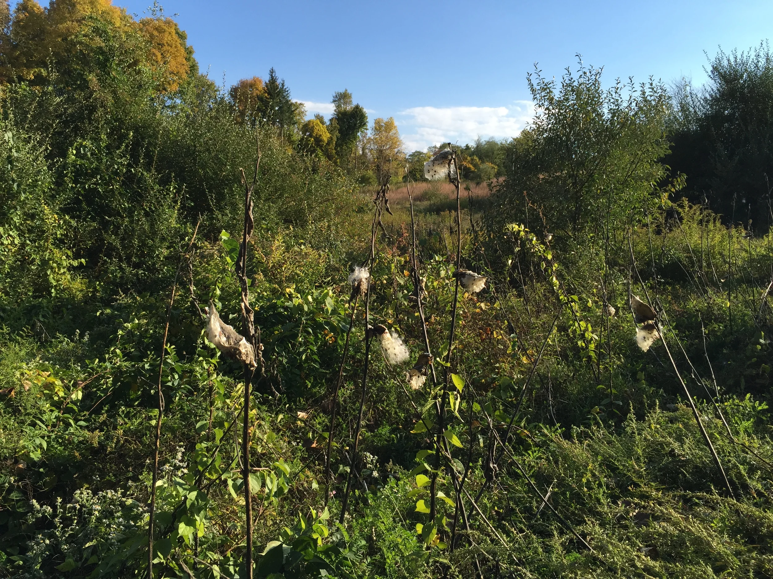 How many invasive species can you find in this picture?