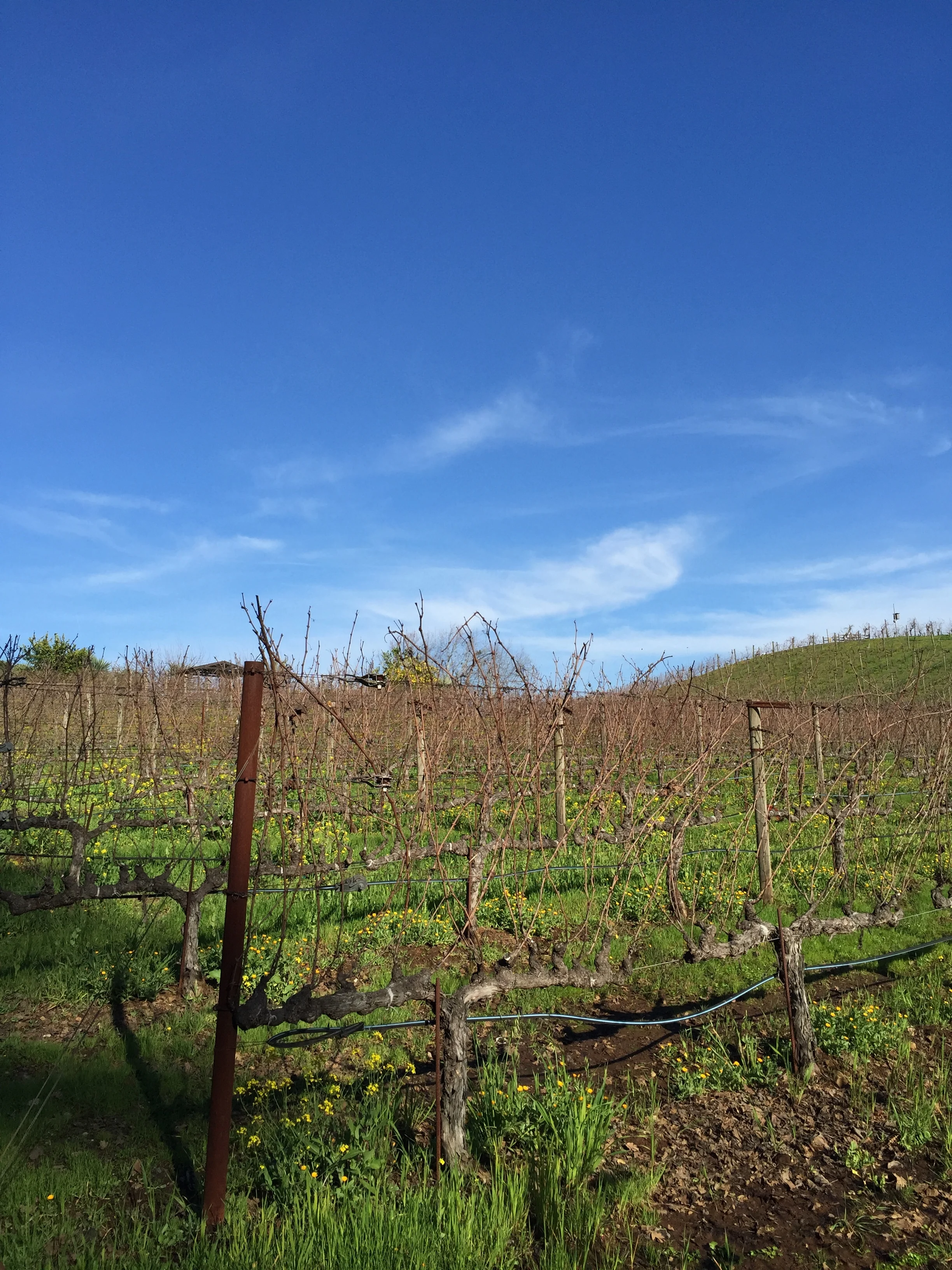 Mustard growing within the vines builds soil fertility