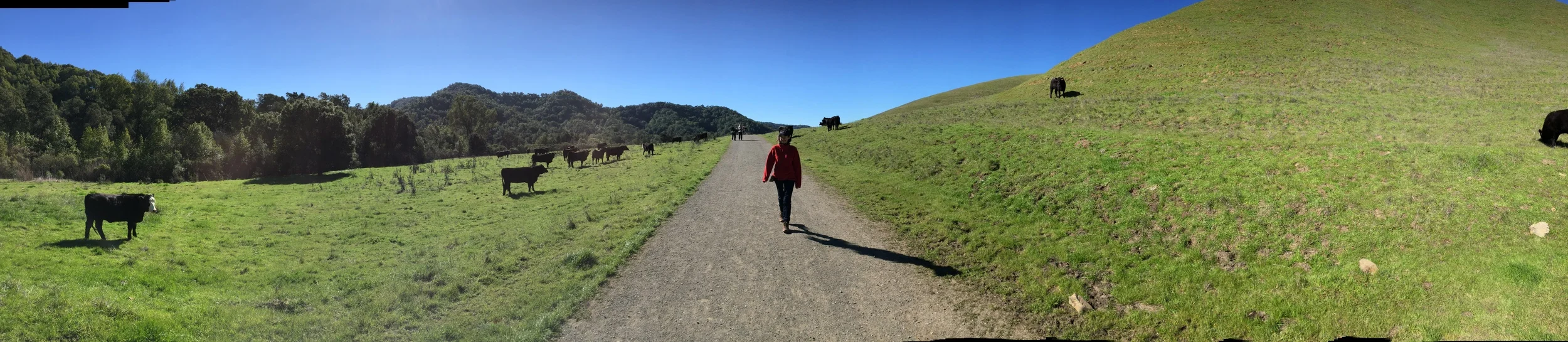 Except, at one point there were cows along the trail, and I was nervous because I was wearing red.