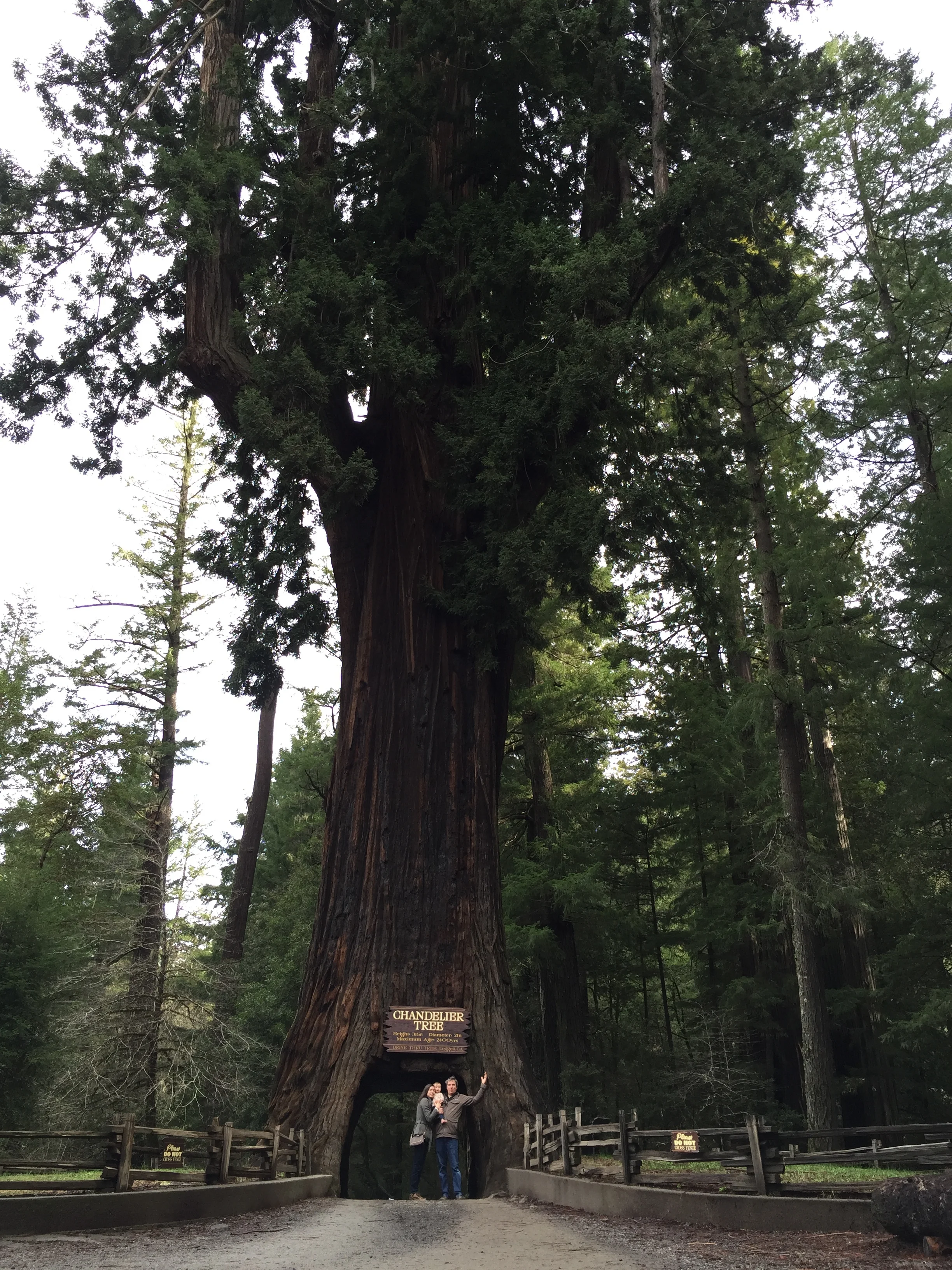 A trip-within-a-trip further up north to Humboldt. Made a stop at the drive thru tree!