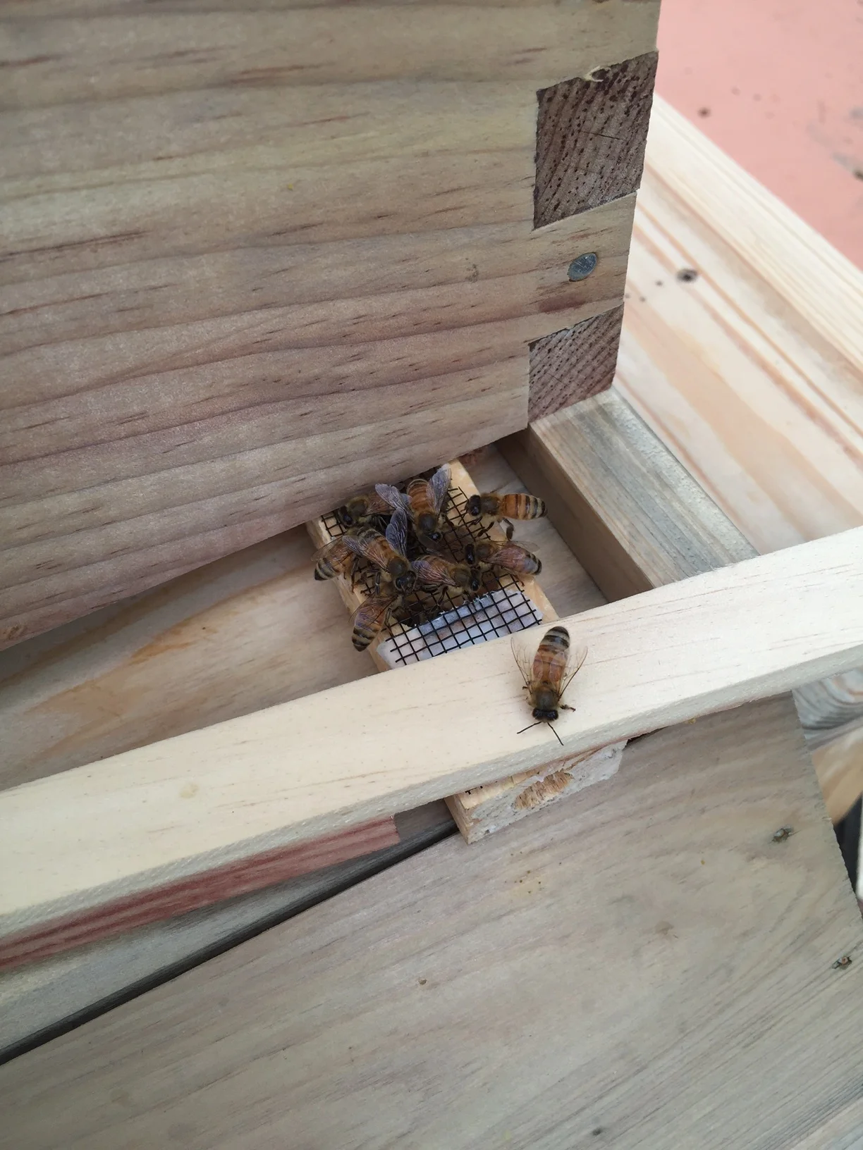 Helping the queen find her way into the hive