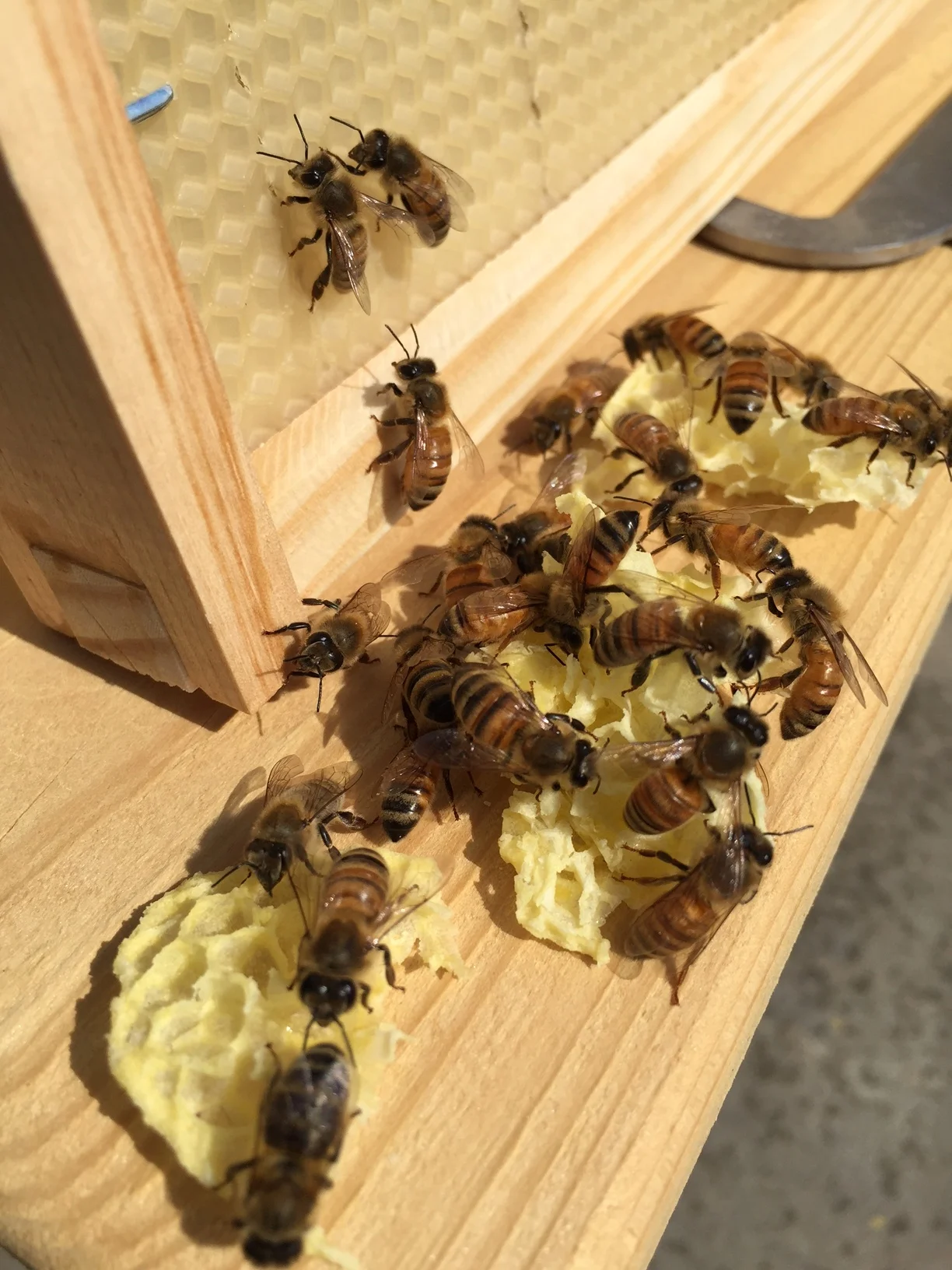 Some burr comb I had to remove; mission accomplished