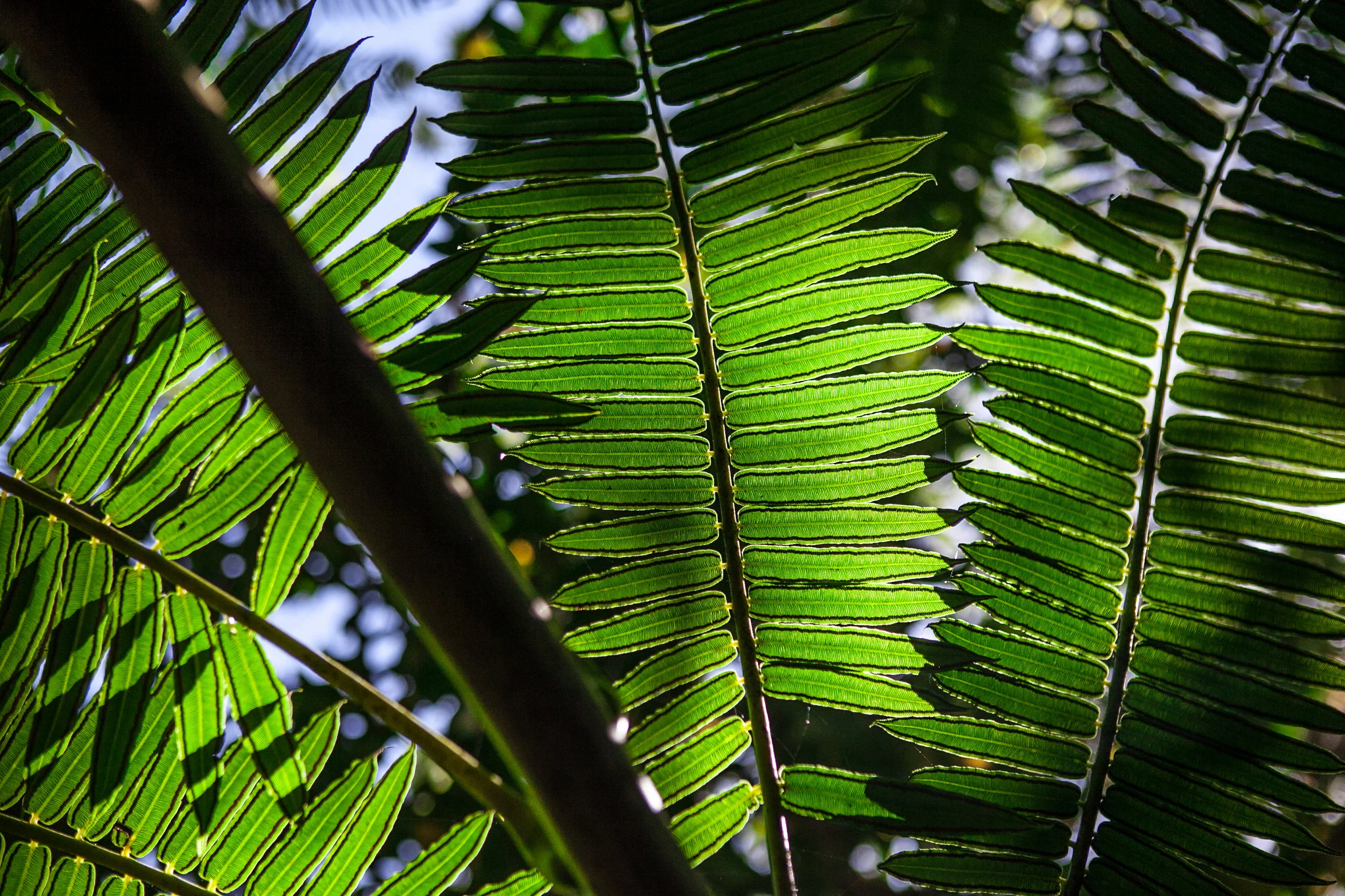 Hawaii-5851.jpg