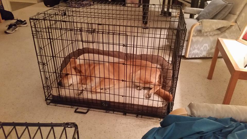 Ranger looks so cosy in his crate, it almost makes me want one!