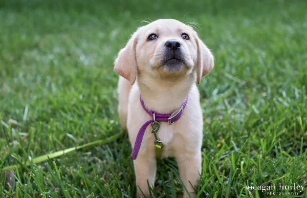 4 Puppy Training Battles That Aren’t Worth It
