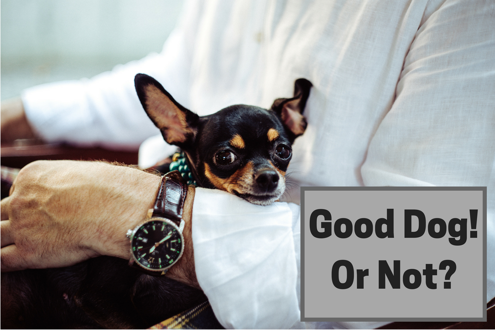 How Do Dogs Help With Panic Attacks