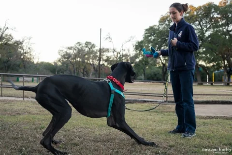 Inside the Mind of a Dog Trainer: Training Your Dog Without Treats