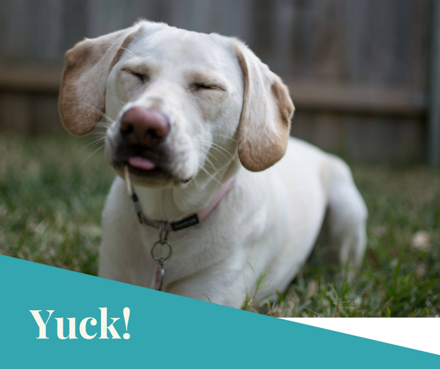 Blonde dog squinting.png