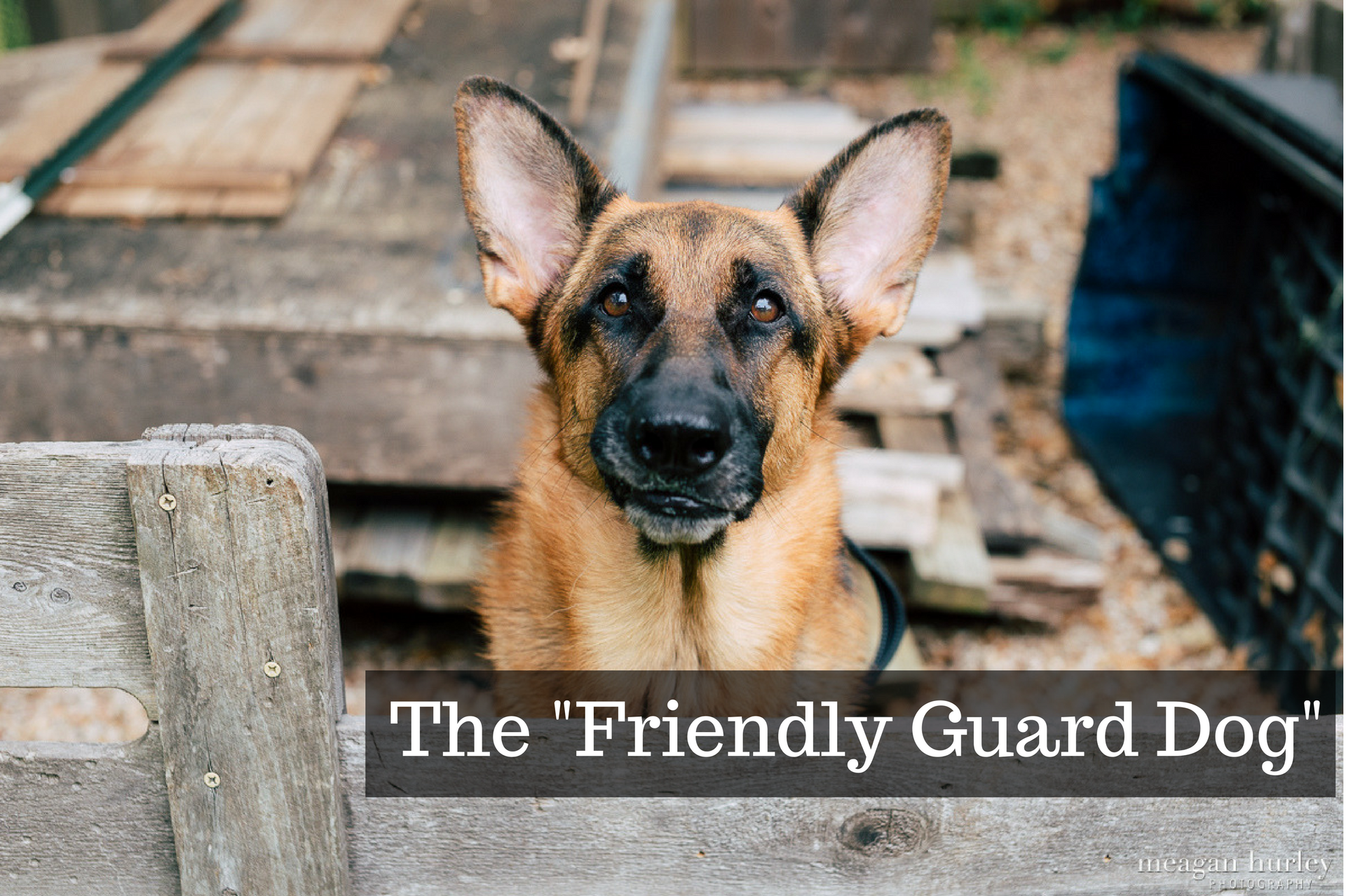 can a guard dog be friendly