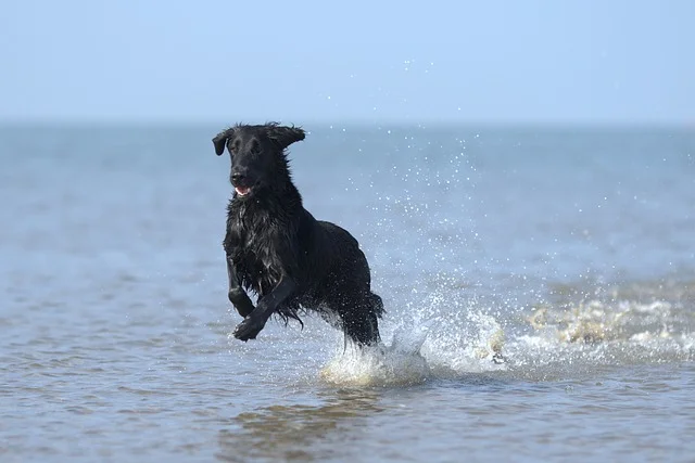 flatcoated-retriever-hyper.jpg