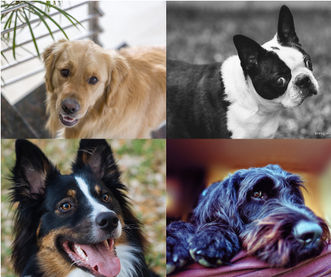 Copy of Which Breed Should I Get_.png