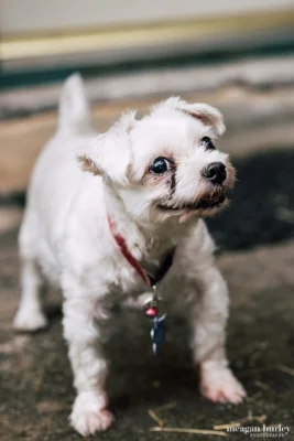 Biscuit.jpg