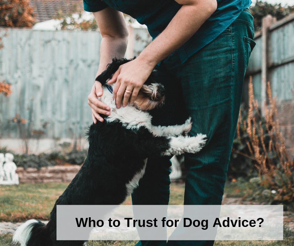 How Do I Know Who to Trust for Dog Advice? — Dog & Puppy Training