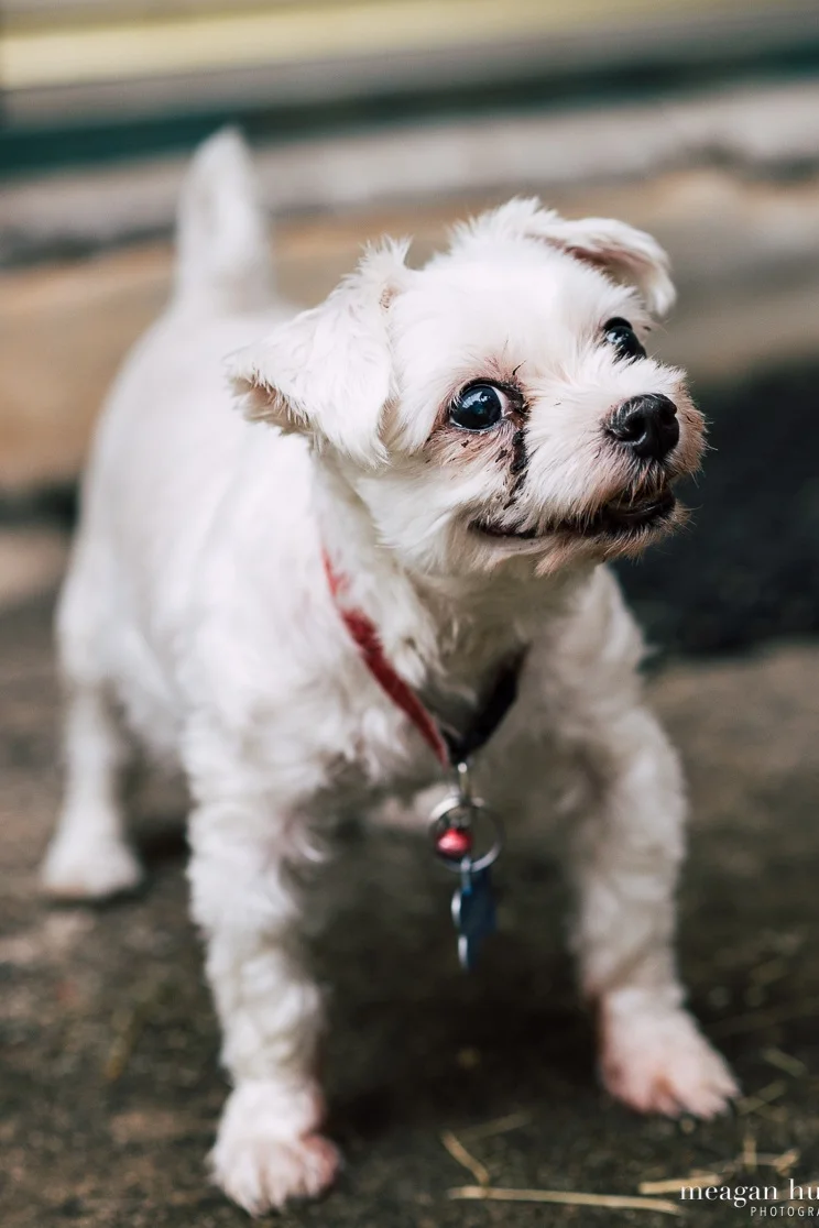 Biscuit.jpg
