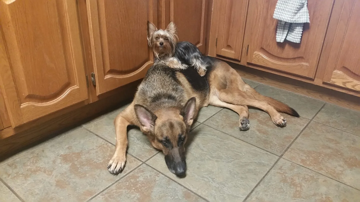 Should I Get Another Dog?