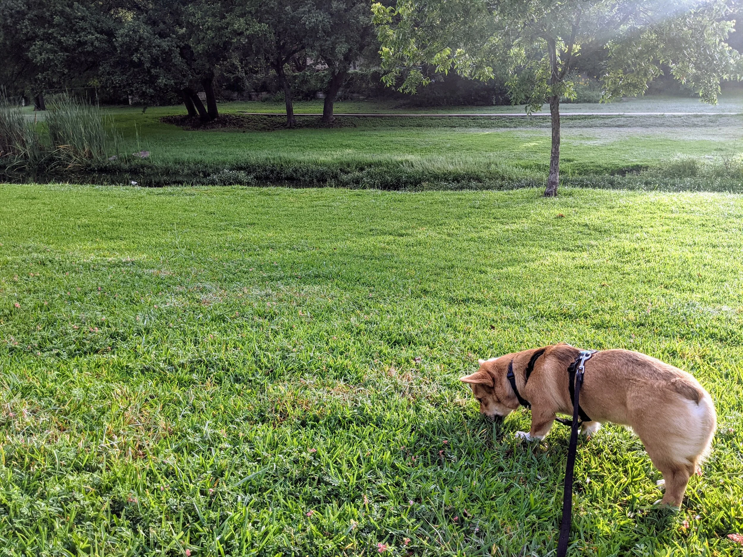 Sometimes Dog Training is Hard, Y'all — Dog & Puppy Training Round