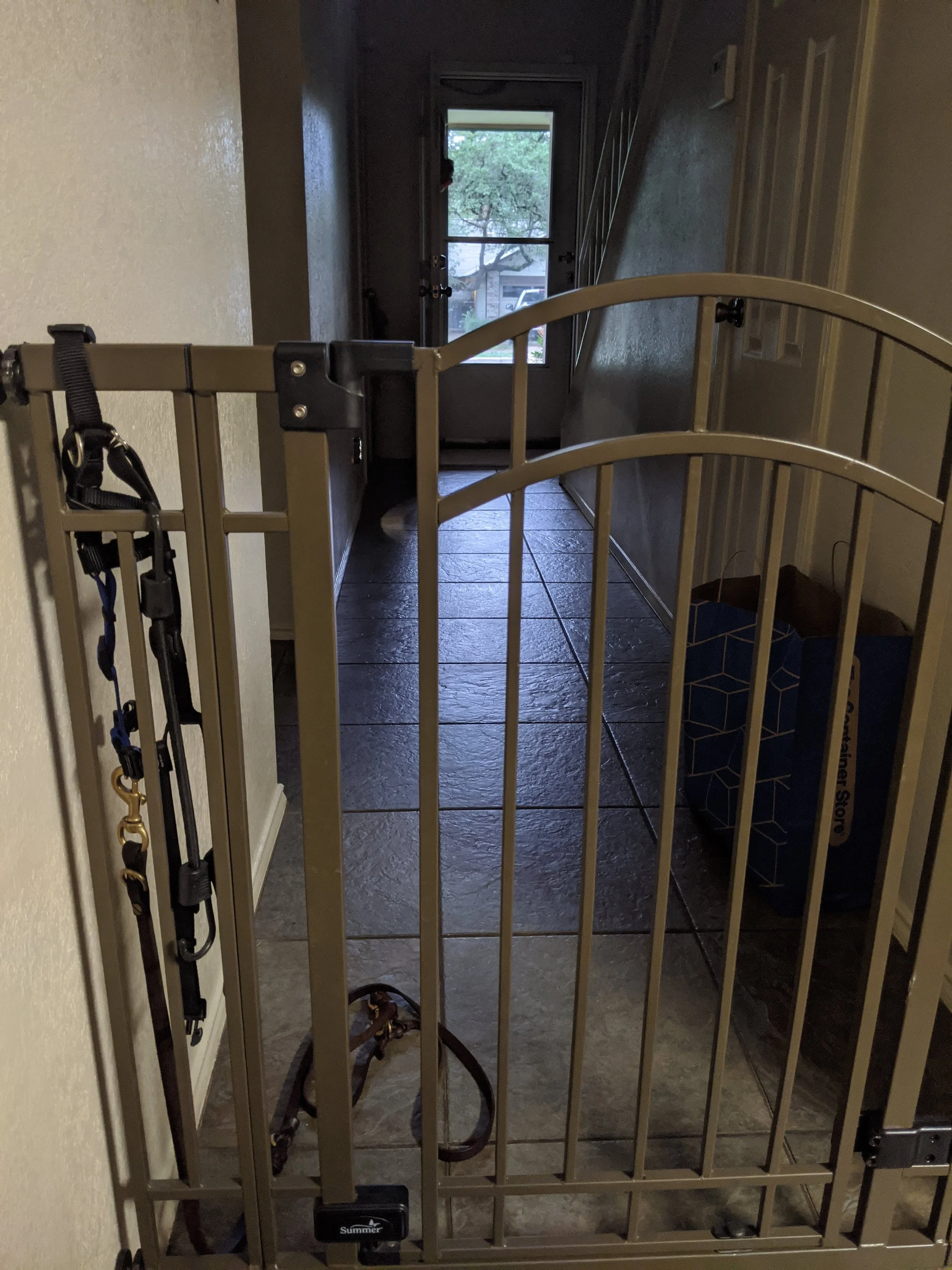 6 Tips for Dog Fosters