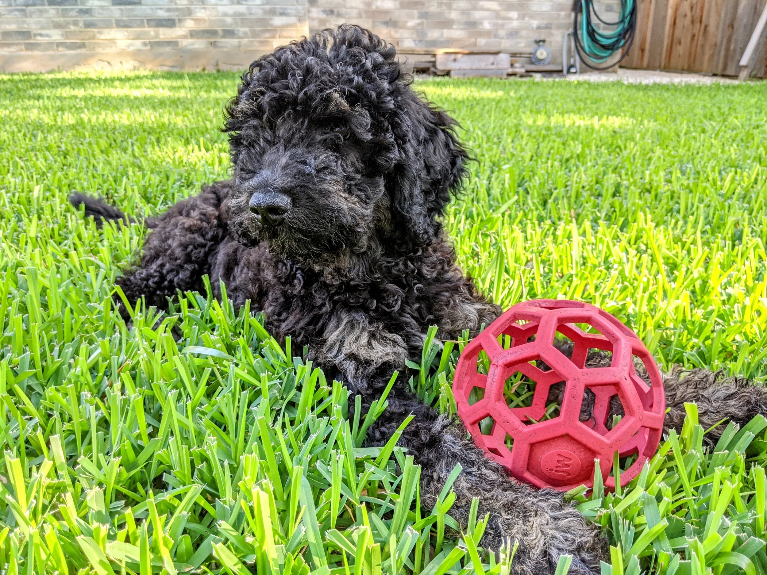 BodhiPuppyBackyardBall.jpg