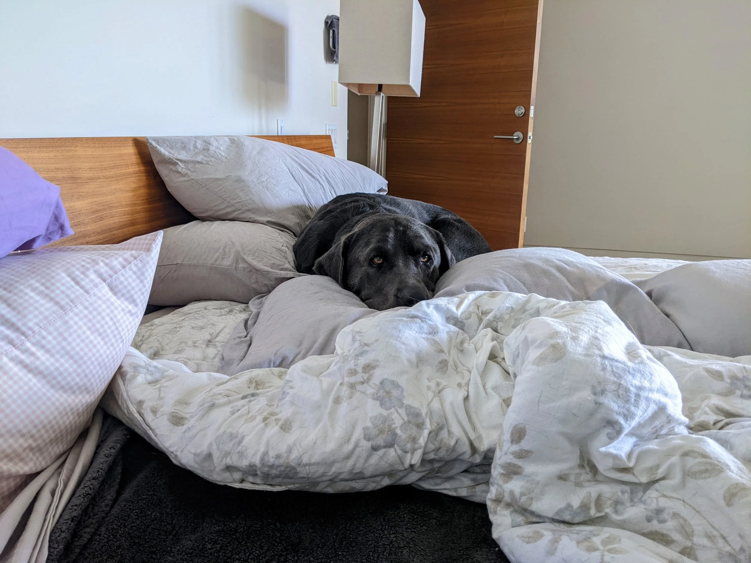 Is it okay for my dog to sleep in bed with me?