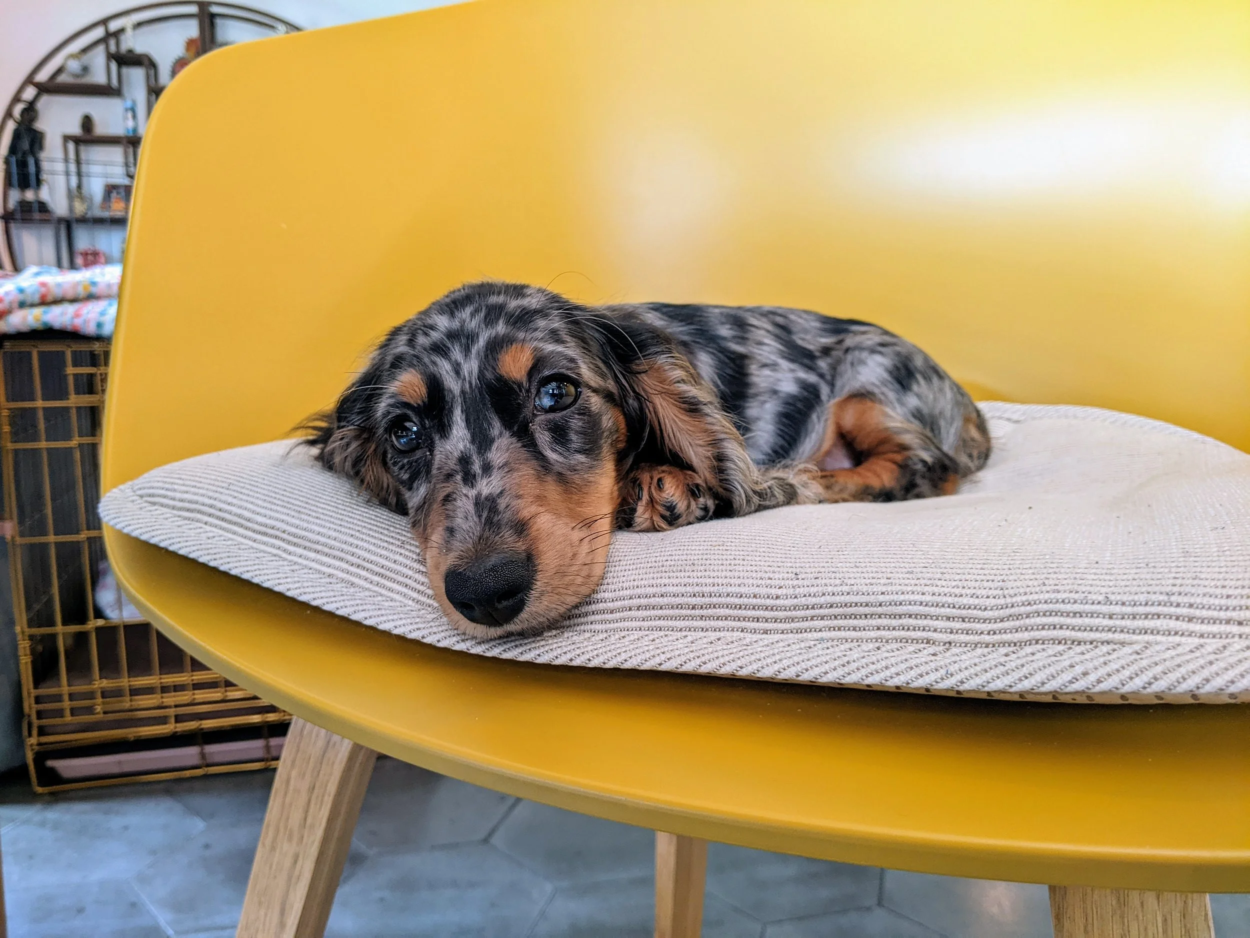 5 More Things to Know Before You Get Your Puppy