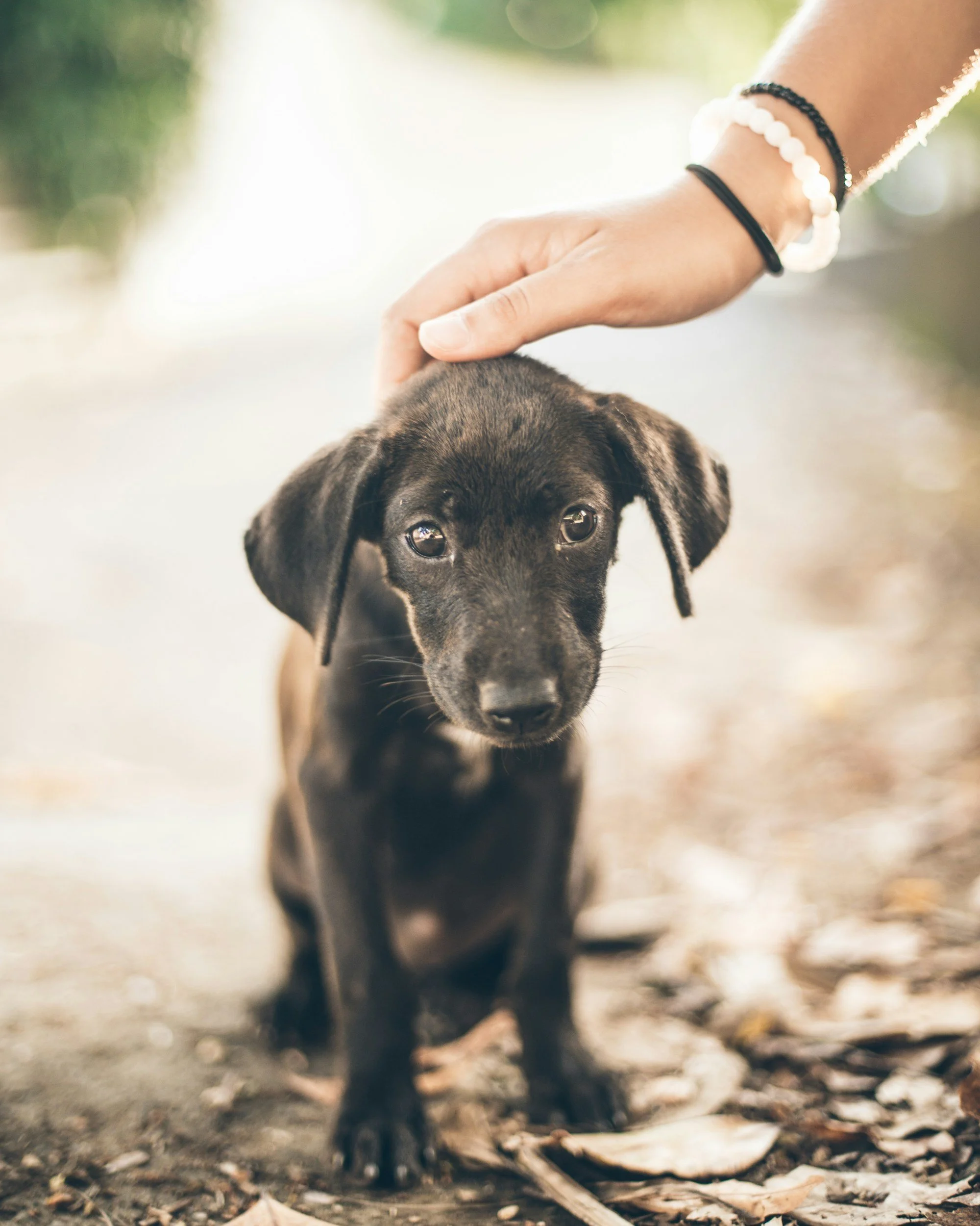 Why is my puppy nervous?