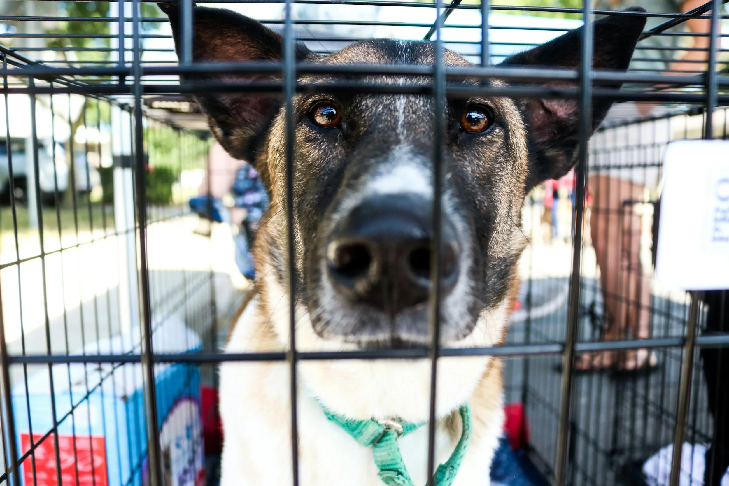 Crate Guilt: When Crating the Dog Feels Yucky