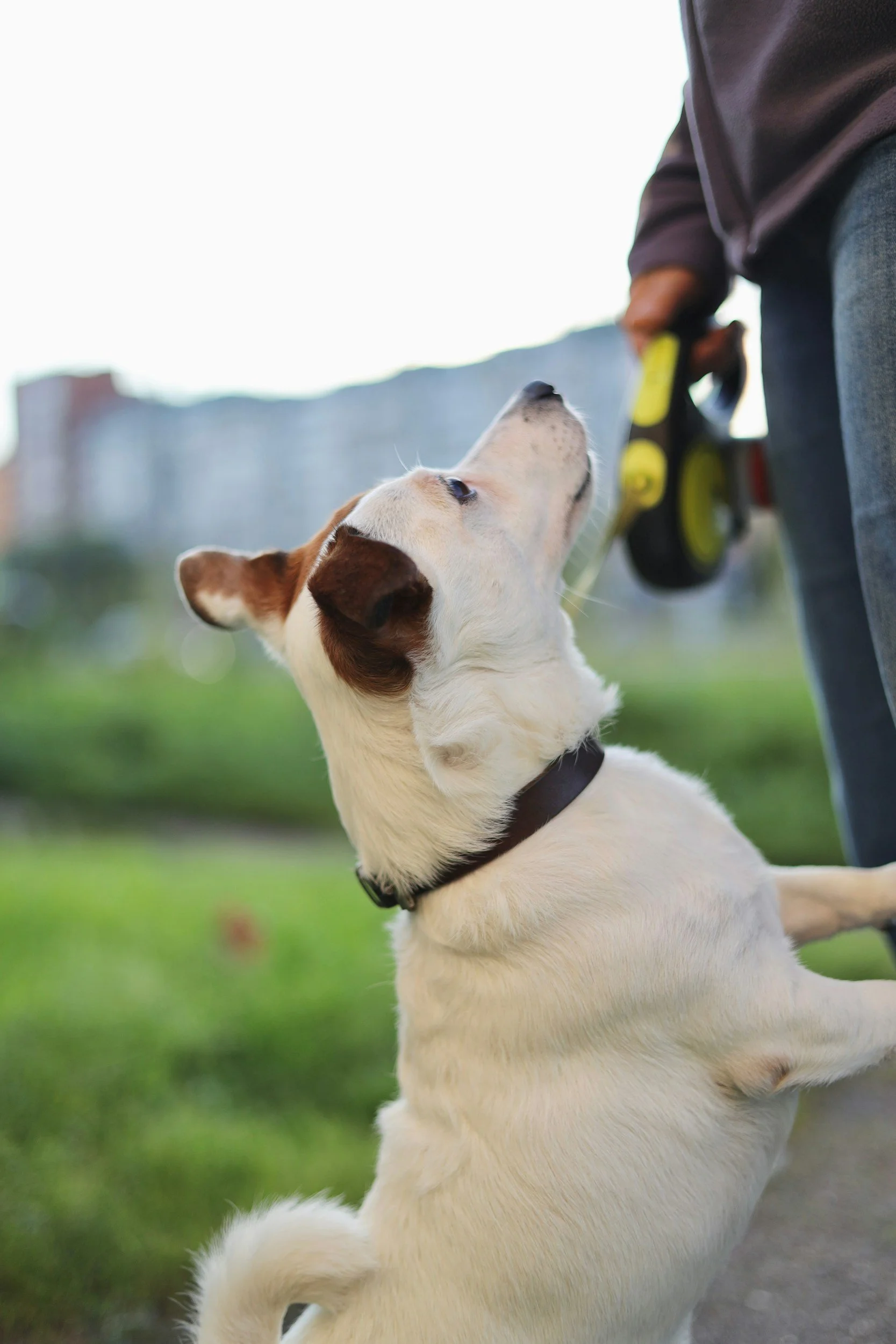 What should I do when my dog jumps on me?