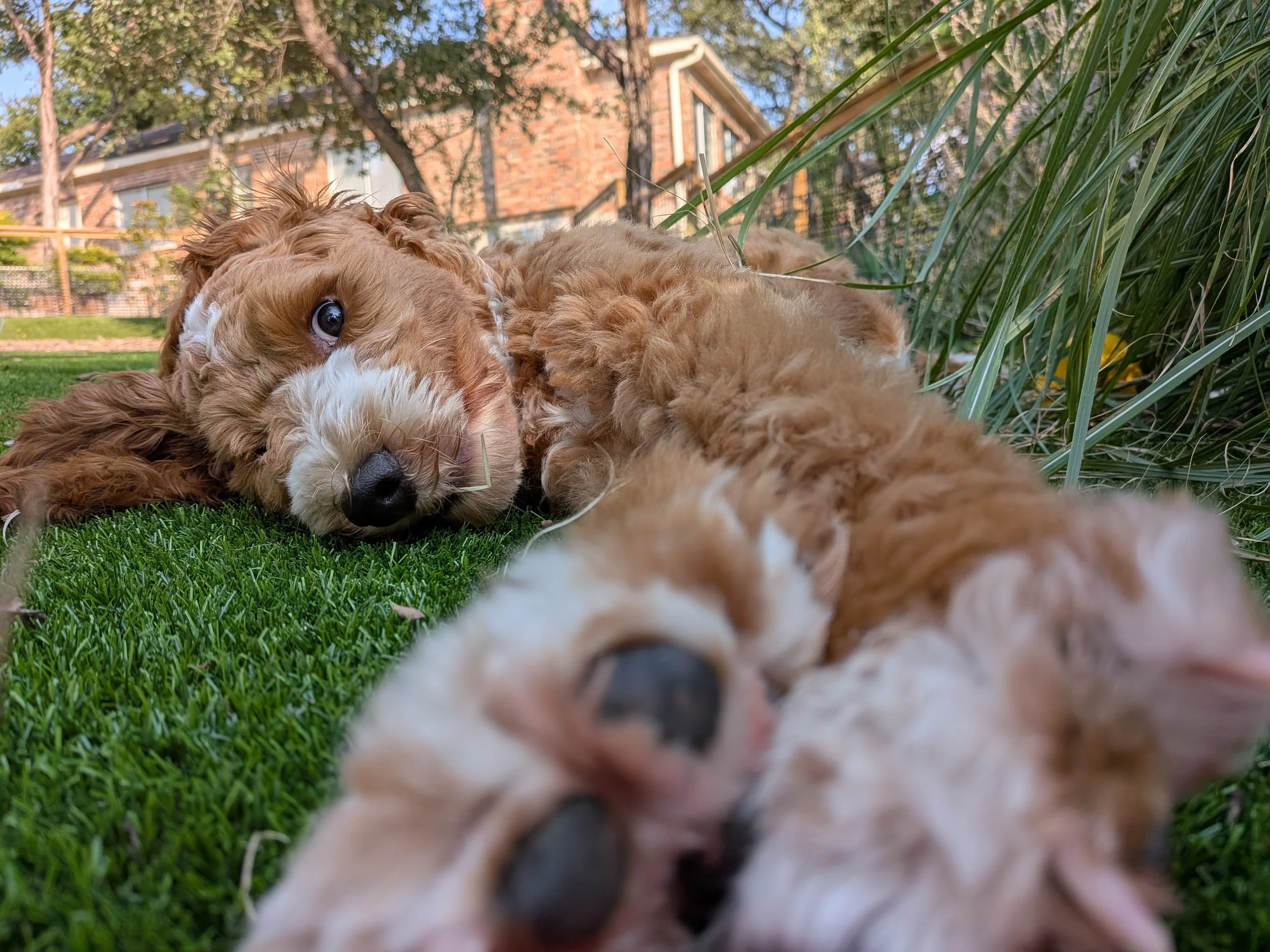 4 Puppy Training Battles That Aren’t Worth It