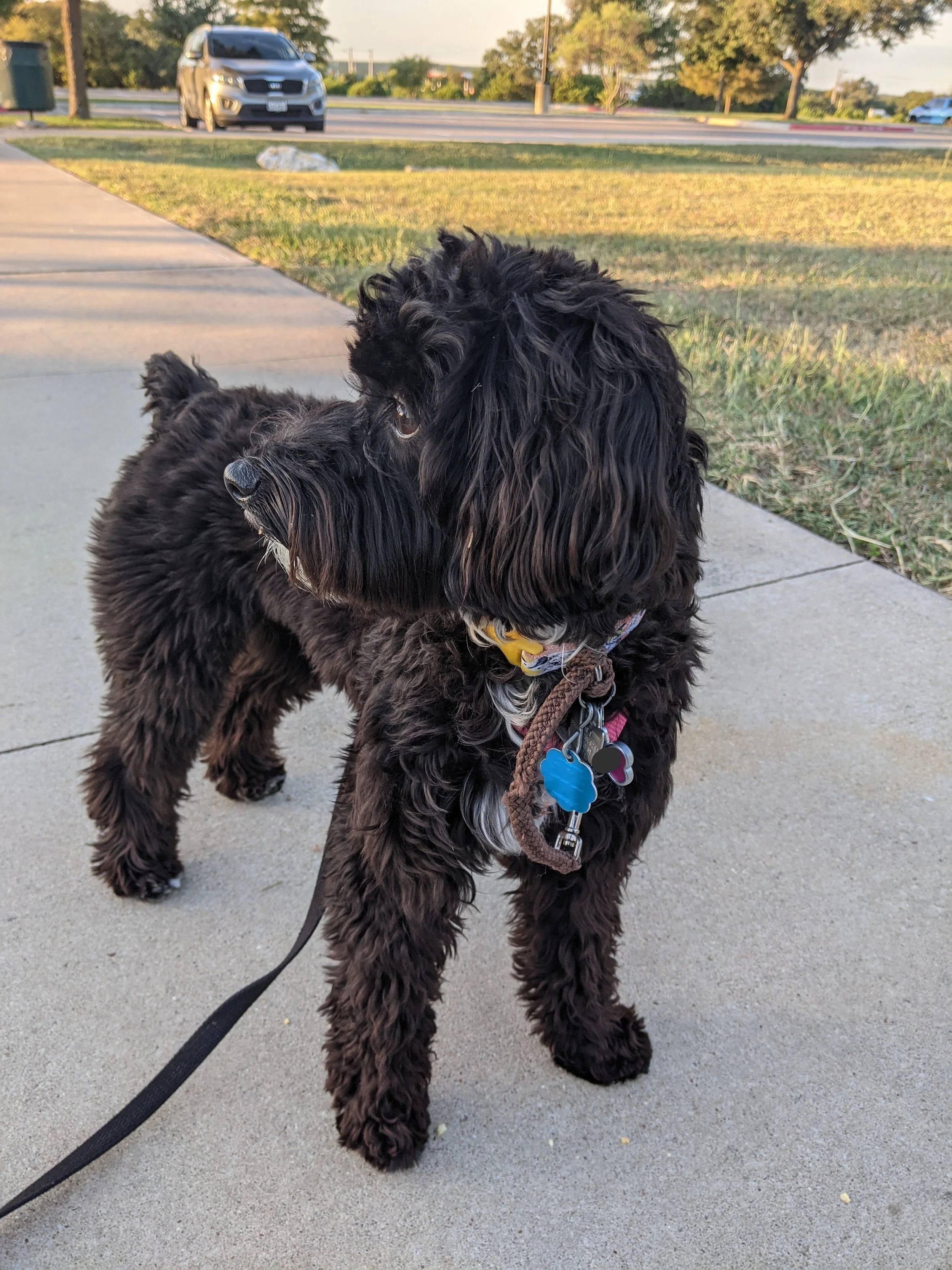 How to Be a Good Neighbor to a Reactive Dog